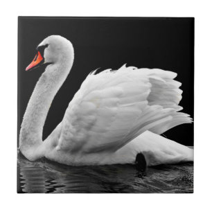 Cisne