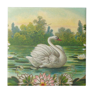 Cisne