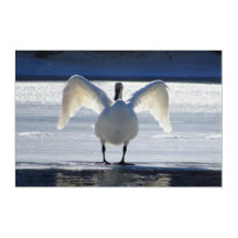 Cisne a Toda a Vela