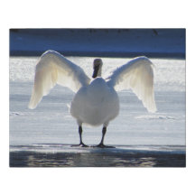 Cisne a Toda a Vela