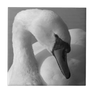 Cisne (B&W)