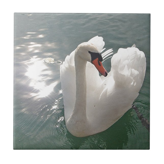 Cisne branca romântica (Frente)