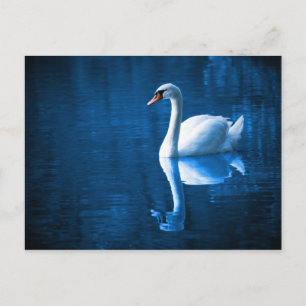 Cisne Branco em Águas Azuis Cartão Postal