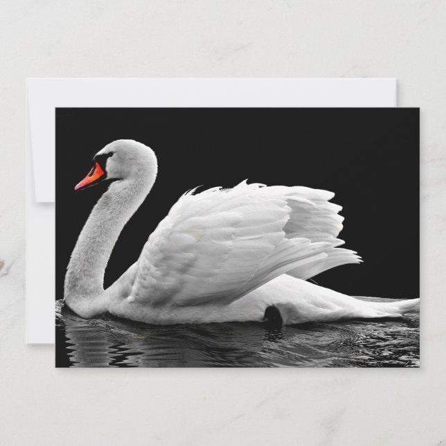 Cisne Branco no lago (Frente)
