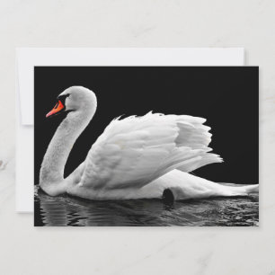 Cisne Branco no lago