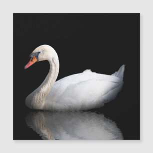 Cisne branco sobre preto