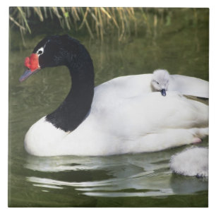 Cisne de pescoço preto adulto e filhotes na água.