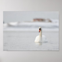 Cisne em um pôster de paisagem marinha congelada