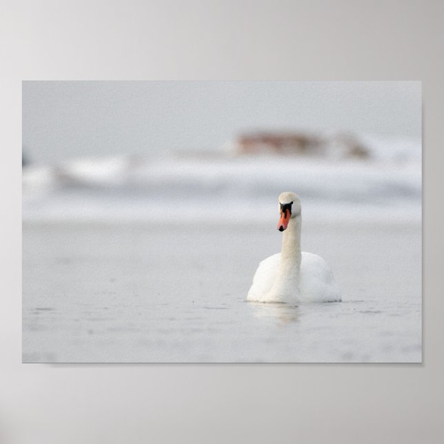 Cisne em um pôster de paisagem marinha congelada (Frente)