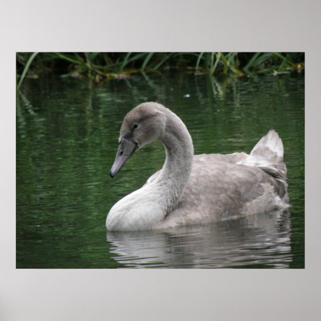 Cisne Gracioso na Poster de Água (Frente)