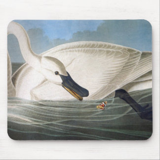 Cisne Mousepad de Audubon
