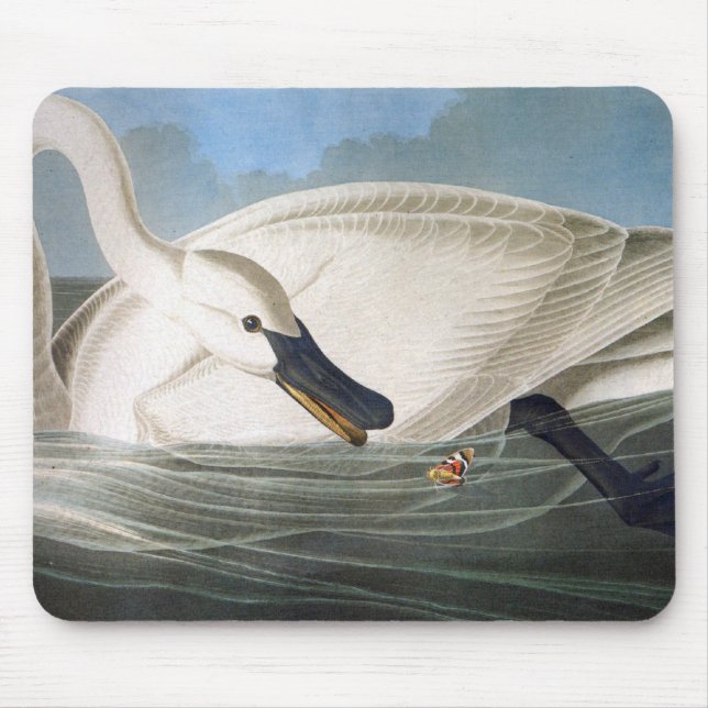 Cisne Mousepad de Audubon (Frente)