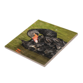 Cisne Negro na Lança