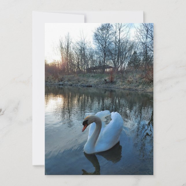 Cisne no lago durante o pôr do sol (Frente)