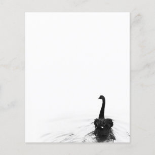 Cisne preta elegante preta & branca