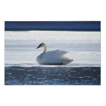 Cisne-Trombeteiro em Repouso