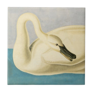Cisne Trombeteiro por John James Audubon, Ave Vint