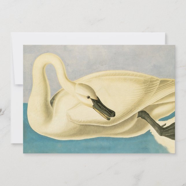 Cisne Trombeteiro por John James Audubon, Ave Vint (Frente)