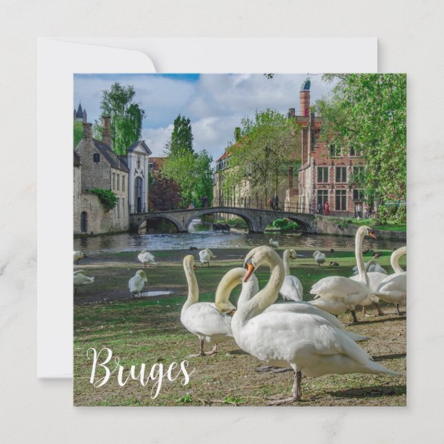 Cisnes brancas de Bruges (Frente)