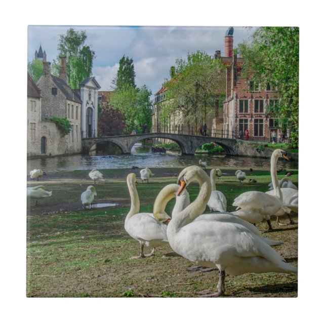 Cisnes brancas de Bruges (Frente)