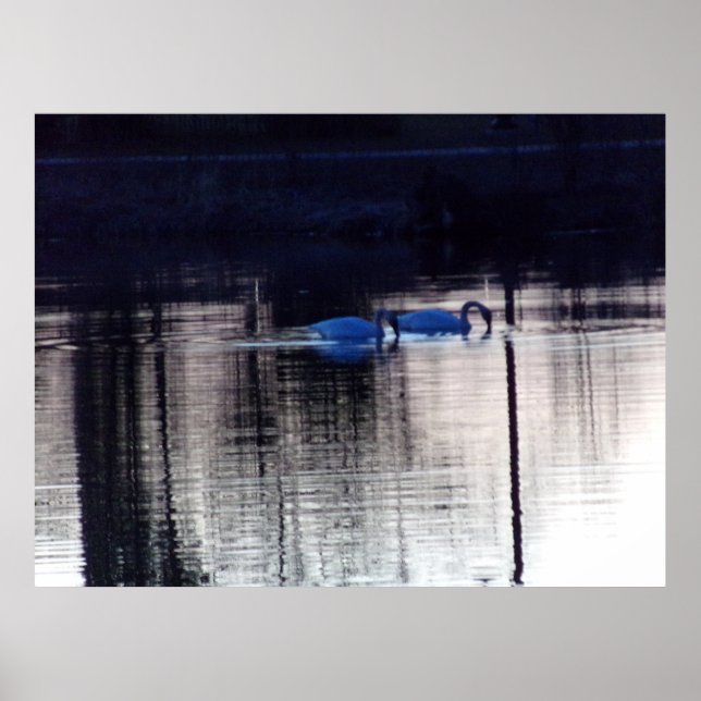 Cisnes brancas na Poster de Dusk (Frente)