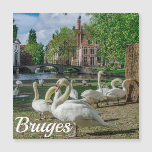Cisnes brancas no centro de Bruges