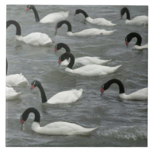 Cisnes de pescoço preto (Cygnus melancoryphus)