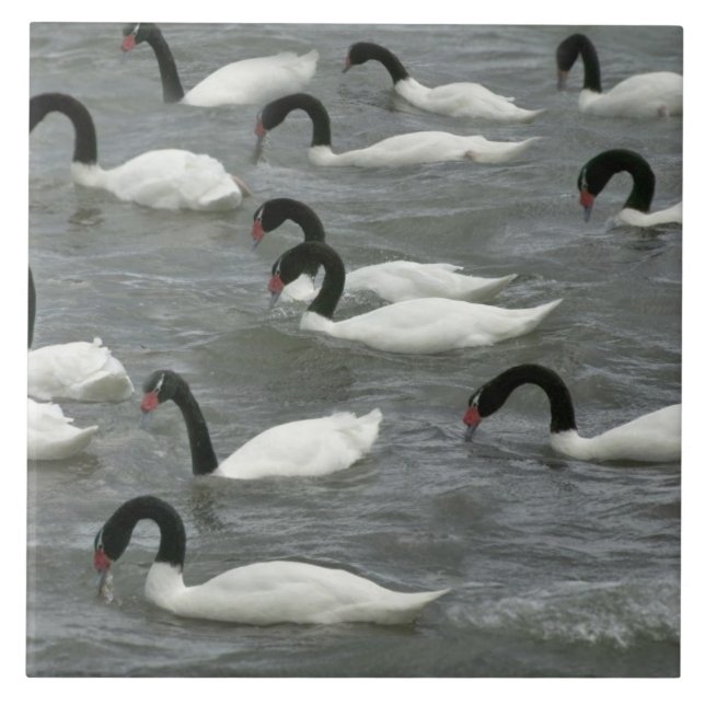 Cisnes de pescoço preto (Cygnus melancoryphus) (Frente)