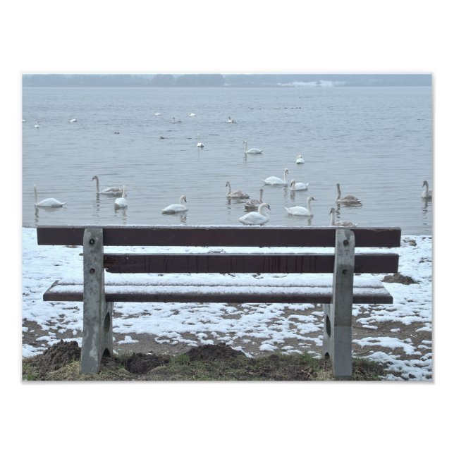 Cisnes, lago e um banco - impressão de fotografia (Frente)