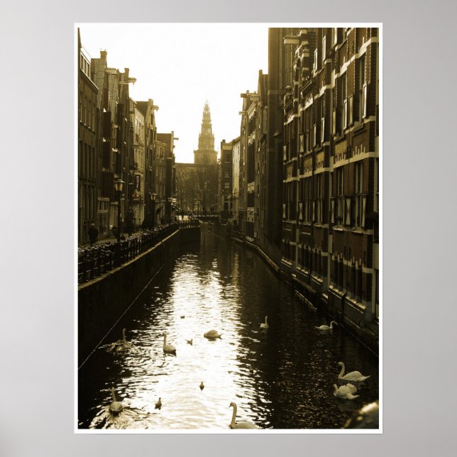 Cisnes no Canal de Amsterdã na Dawn Poster Art (Frente)
