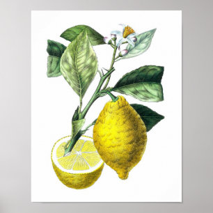Citrus Fruta Lemon Botanical Impressão no. 10 Wall