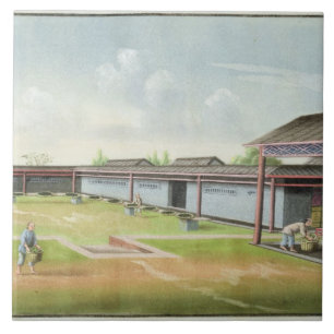 Classificando as folhas pequenas para secar (w/c