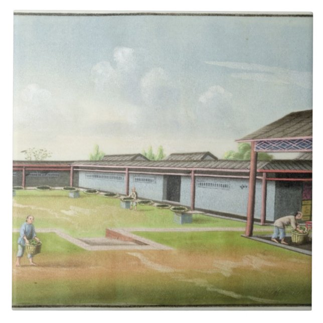 Classificando as folhas pequenas para secar (w/c (Frente)