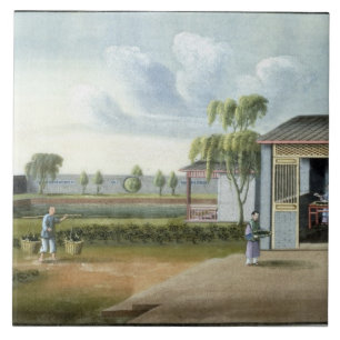 Classificando o chá (w/c no papel)