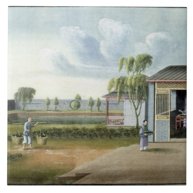 Classificando o chá (w/c no papel) (Frente)