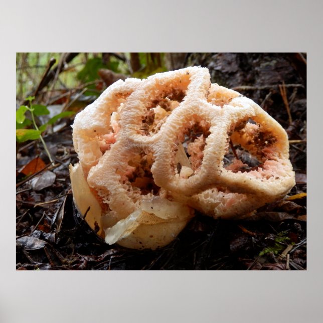 Clathrus ruber Poster (Frente)