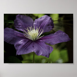 Clematis 8510 Impressão