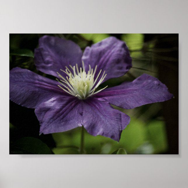 Clematis 8510 Impressão (Frente)