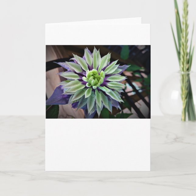 Clematis, cartão (Frente)