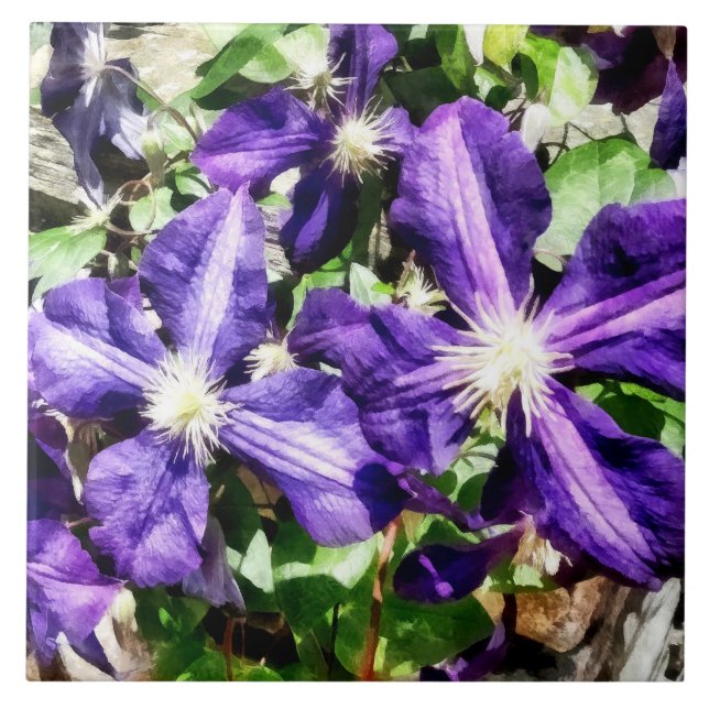 Clematis em uma parede de pedra (Frente)