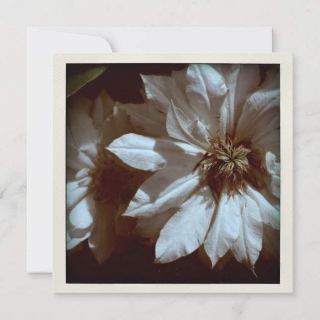 Clematis Floral Fotografia 2 Anúncio Funeral (Frente)