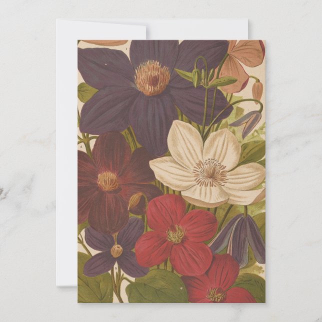 Clematis | George Nicholson (Frente)