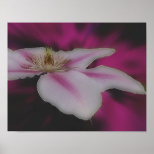Clematis macro no poster cor-de-rosa da flor