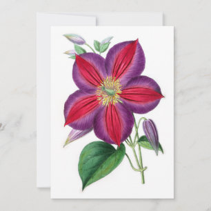 Clematis Magnifica