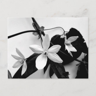 Clematis no cartão postal monocromático