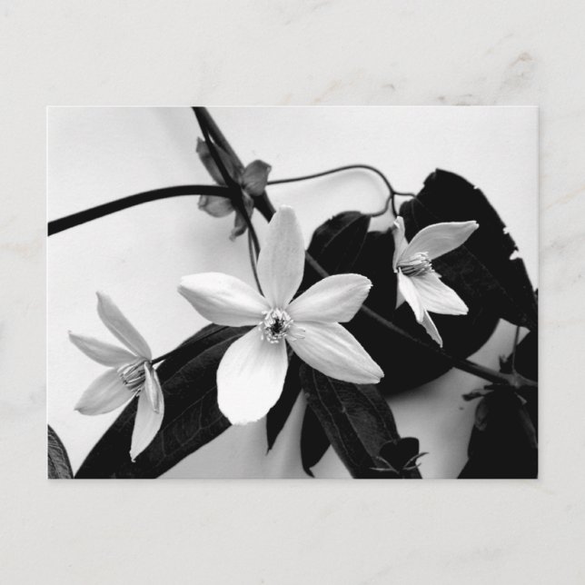 Clematis no cartão postal monocromático (Frente)