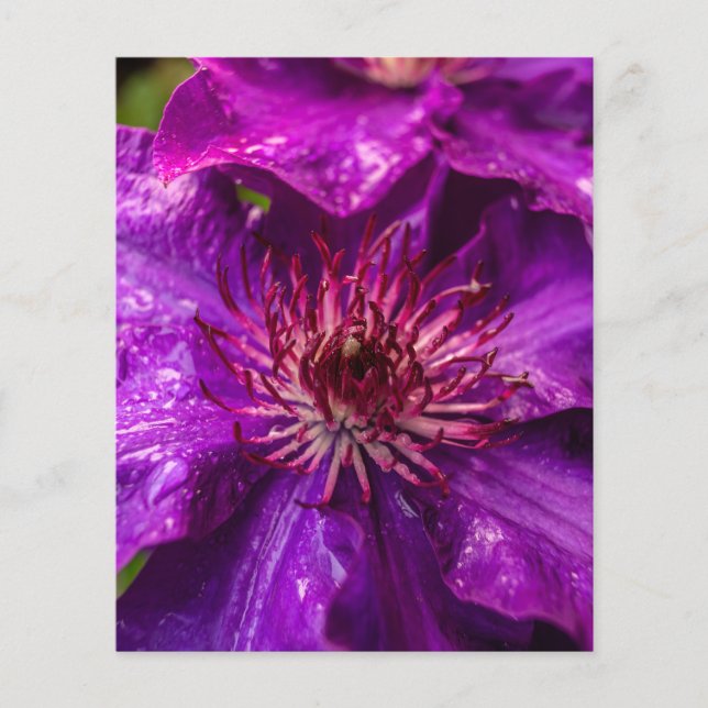 Clematis O Presidente (Frente)