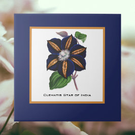 Clematis Star of India Botanical Illustration
