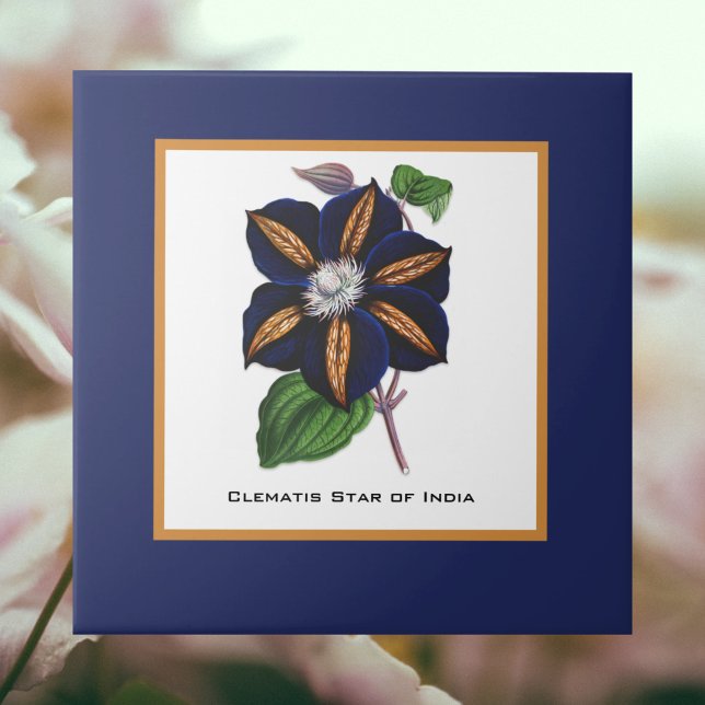Clematis Star of India Botanical Illustration (Criador carregado)