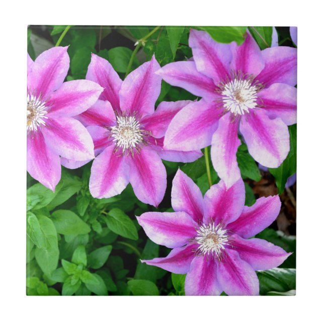 Clematite Rosa e Orégano Selvagem (Frente)